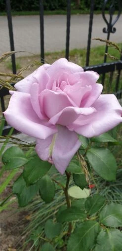 Edelrose 'Mainzer Fastnacht' ® 35 Edelrose 'Mainzer Fastnacht' ® -Edelrosen Geschaft edelrose mainzer fastnacht m005924 401538 0