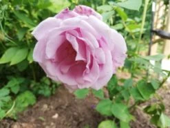 Edelrose 'Mainzer Fastnacht' ® 27 Edelrose 'Mainzer Fastnacht' ® -Edelrosen Geschaft edelrose mainzer fastnacht m005924 666481 0