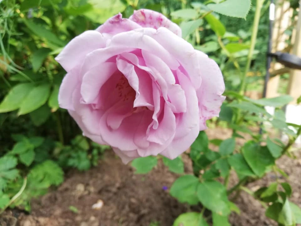 Edelrose 'Mainzer Fastnacht' ® 10 Edelrose 'Mainzer Fastnacht' ® – Bild 10