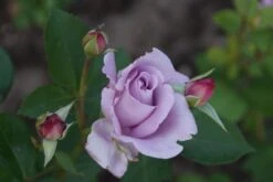 Edelrose 'Mainzer Fastnacht' ® 34 Edelrose 'Mainzer Fastnacht' ® -Edelrosen Geschaft edelrose mainzer fastnacht m005924 957317 0