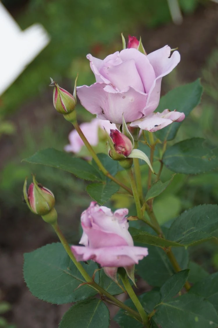 Edelrose 'Mainzer Fastnacht' ® 16 Edelrose 'Mainzer Fastnacht' ® – Bild 16