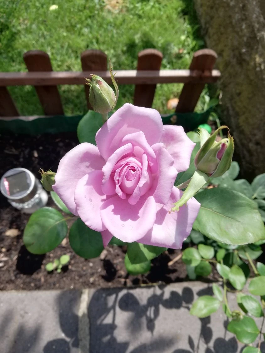 Edelrose 'Mainzer Fastnacht' ® 15 Edelrose 'Mainzer Fastnacht' ® – Bild 15