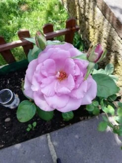 Edelrose 'Mainzer Fastnacht' ® 30 Edelrose 'Mainzer Fastnacht' ® -Edelrosen Geschaft edelrose mainzer fastnacht m005924 987656 2