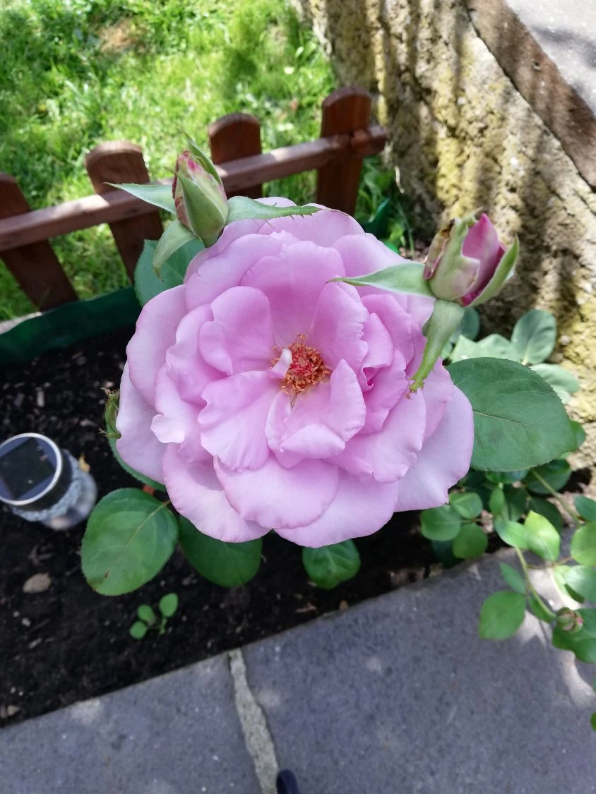 Edelrose 'Mainzer Fastnacht' ® 13 Edelrose 'Mainzer Fastnacht' ® – Bild 13