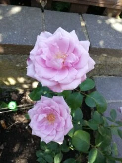 Edelrose 'Mainzer Fastnacht' ® 29 Edelrose 'Mainzer Fastnacht' ® -Edelrosen Geschaft edelrose mainzer fastnacht m005924 987656 3