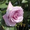 Edelrose 'Mainzer Fastnacht' ®