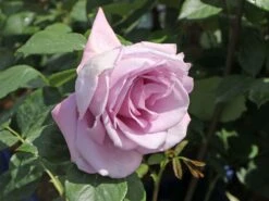 Edelrose 'Mainzer Fastnacht' ®