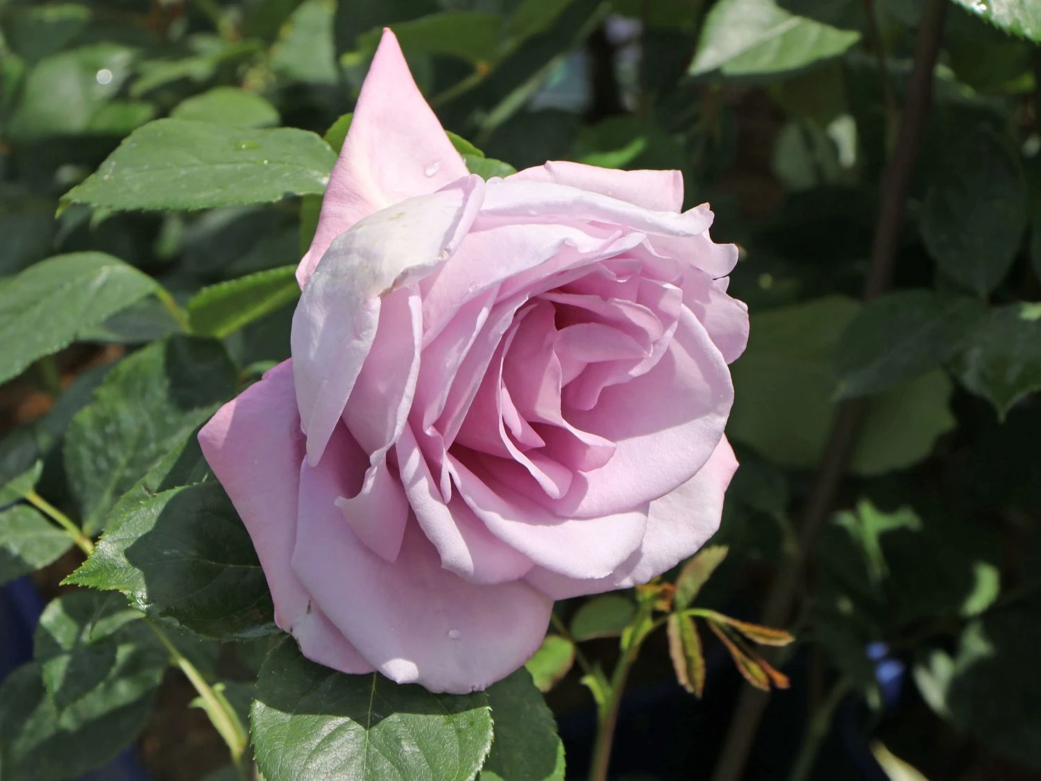 Edelrose 'Mainzer Fastnacht' ® 1 Edelrose 'Mainzer Fastnacht' ®