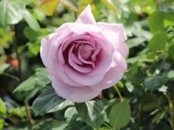 Edelrose 'Mainzer Fastnacht' ® 24 Edelrose 'Mainzer Fastnacht' ® -Edelrosen Geschaft edelrose mainzer fastnacht m005924 w 0