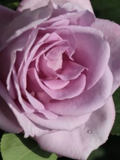 Edelrose 'Mainzer Fastnacht' ® 23 Edelrose 'Mainzer Fastnacht' ® -Edelrosen Geschaft edelrose mainzer fastnacht m005924 w 1