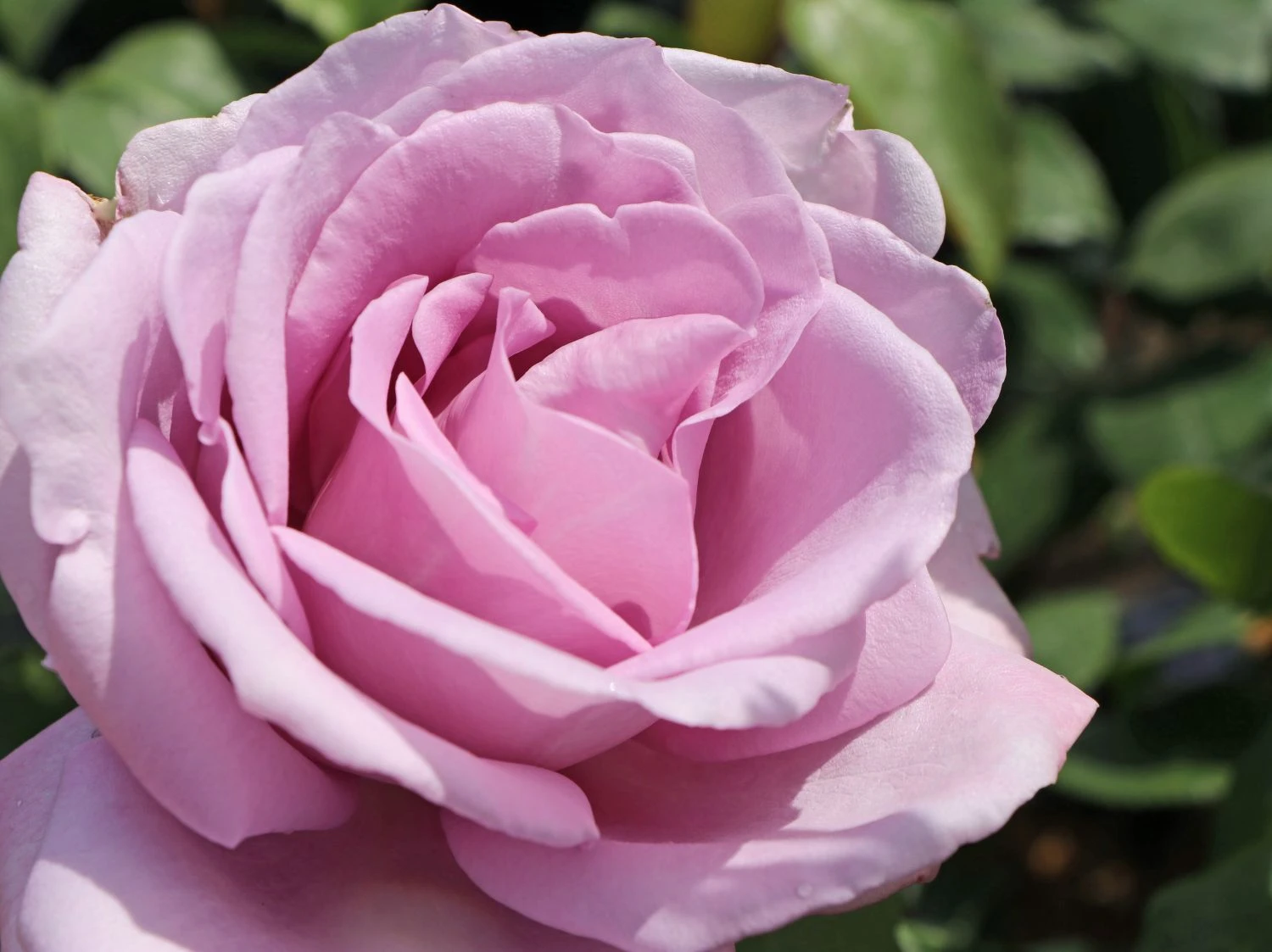 Edelrose 'Mainzer Fastnacht' ® 2 Edelrose 'Mainzer Fastnacht' ® – Bild 2