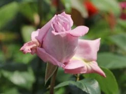 Edelrose 'Mainzer Fastnacht' ® 25 Edelrose 'Mainzer Fastnacht' ® -Edelrosen Geschaft edelrose mainzer fastnacht m005924 w 3