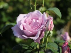 Edelrose 'Mainzer Fastnacht' ® 20 Edelrose 'Mainzer Fastnacht' ® -Edelrosen Geschaft edelrose mainzer fastnacht m005924 w 4