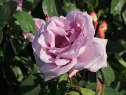 Edelrose 'Mainzer Fastnacht' ® 22 Edelrose 'Mainzer Fastnacht' ® -Edelrosen Geschaft edelrose mainzer fastnacht m005924 w 5