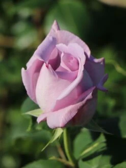 Edelrose 'Mainzer Fastnacht' ® 21 Edelrose 'Mainzer Fastnacht' ® -Edelrosen Geschaft edelrose mainzer fastnacht m005924 w 6