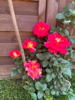 Edelrose 'Maleica' ® 23 Edelrose 'Maleica' ® -Edelrosen Geschaft edelrose maleica m006044 1539579 0