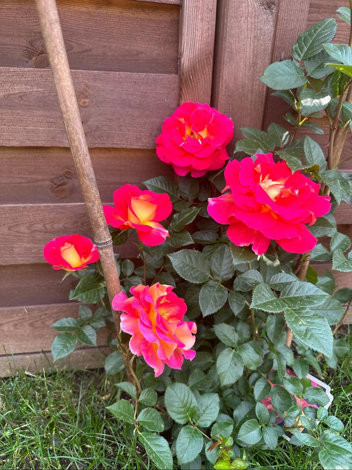 Edelrose 'Maleica' ® 12 Edelrose 'Maleica' ® – Bild 12