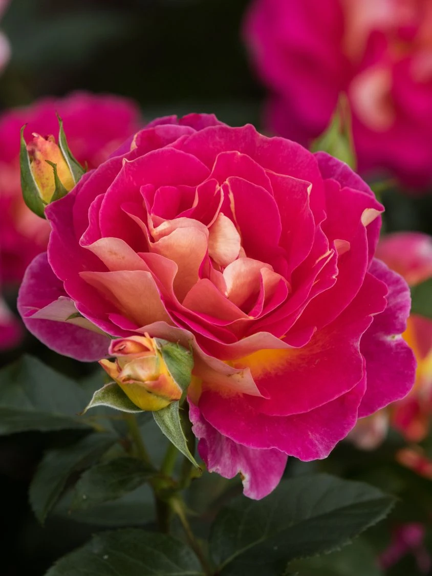 Edelrose 'Maleica' ® 11 Edelrose 'Maleica' ® – Bild 11