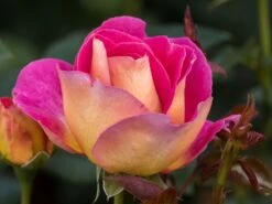 Edelrose 'Maleica' ® 21 Edelrose 'Maleica' ® -Edelrosen Geschaft edelrose maleica m006044 w 1