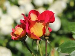 Edelrose 'Maleica' ® 14 Edelrose 'Maleica' ® -Edelrosen Geschaft edelrose maleica m006044 w 2