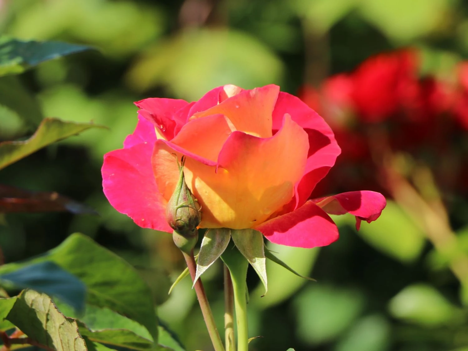 Edelrose 'Maleica' ® 4 Edelrose 'Maleica' ® – Bild 4