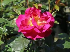 Edelrose 'Maleica' ® 19 Edelrose 'Maleica' ® -Edelrosen Geschaft edelrose maleica m006044 w 4