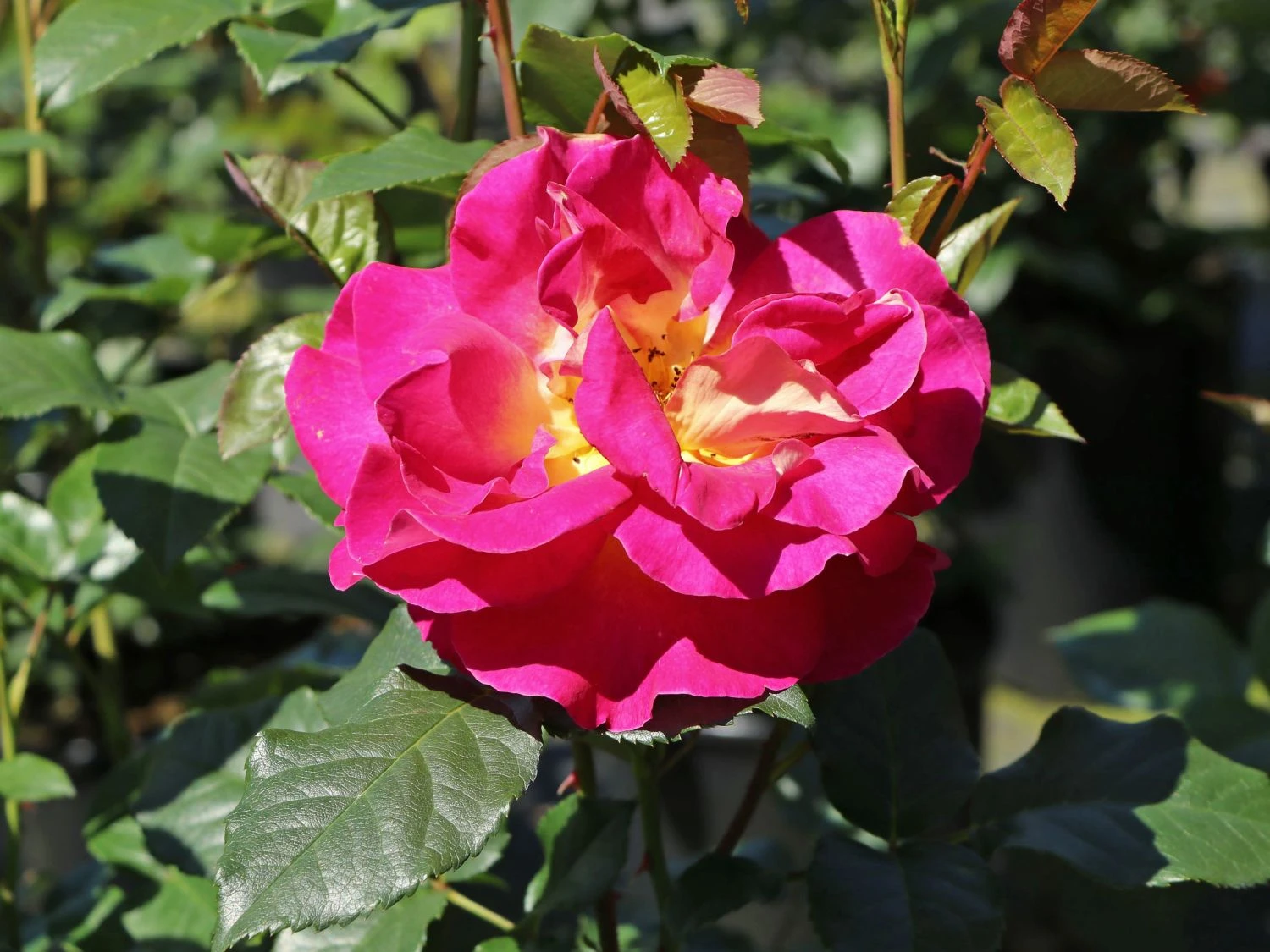 Edelrose 'Maleica' ® 8 Edelrose 'Maleica' ® – Bild 8