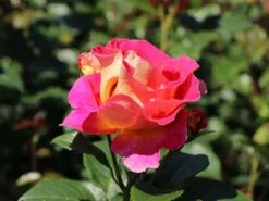 Edelrose 'Maleica' ® 16 Edelrose 'Maleica' ® -Edelrosen Geschaft edelrose maleica m006044 w 6
