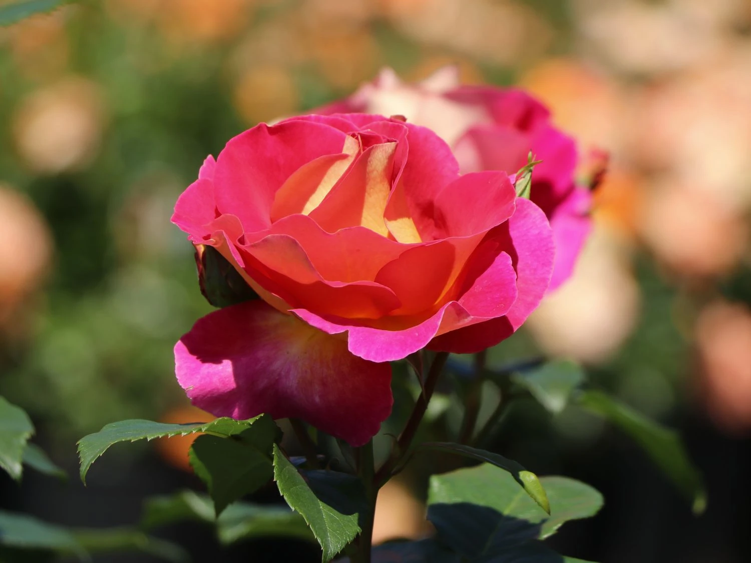 Edelrose 'Maleica' ® 6 Edelrose 'Maleica' ® – Bild 6