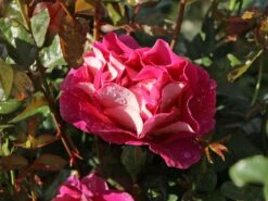 Edelrose 'Maleica' ® 18 Edelrose 'Maleica' ® -Edelrosen Geschaft edelrose maleica m006044 w 8