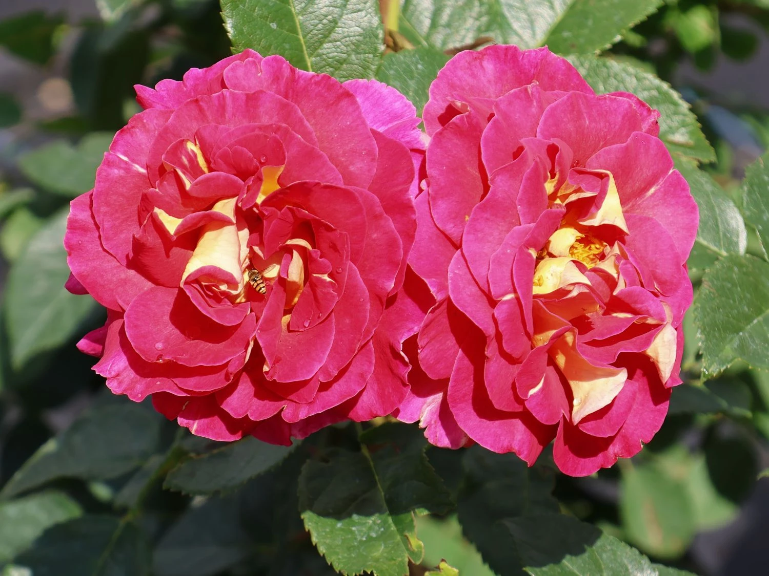 Edelrose 'Maleica' ® 2 Edelrose 'Maleica' ® – Bild 2