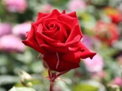 Edelrose 'Marlene' ®