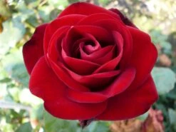 Edelrose 'Marlene' ® -Edelrosen Geschaft edelrose marlene m101948 w 0