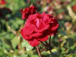 Edelrose 'Marlene' ® -Edelrosen Geschaft edelrose marlene m101948 w 1