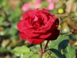 Edelrose 'Marlene' ® -Edelrosen Geschaft edelrose marlene m101948 w 2
