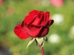 Edelrose 'Marlene' ® -Edelrosen Geschaft edelrose marlene m101948 w 3