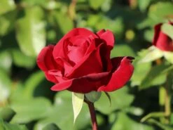 Edelrose 'Marlene' ® -Edelrosen Geschaft edelrose marlene m101948 w 4