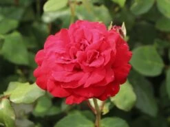 Edelrose 'Marlene' ® -Edelrosen Geschaft edelrose marlene m101948 w 5