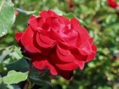 Edelrose 'Marlene' ® -Edelrosen Geschaft edelrose marlene m101948 w 8