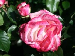 Nostalgie®-Edelrose 'Maxim' ® 15 Nostalgie®-Edelrose 'Maxim' ® -Edelrosen Geschaft edelrose maxim m005928 w 0