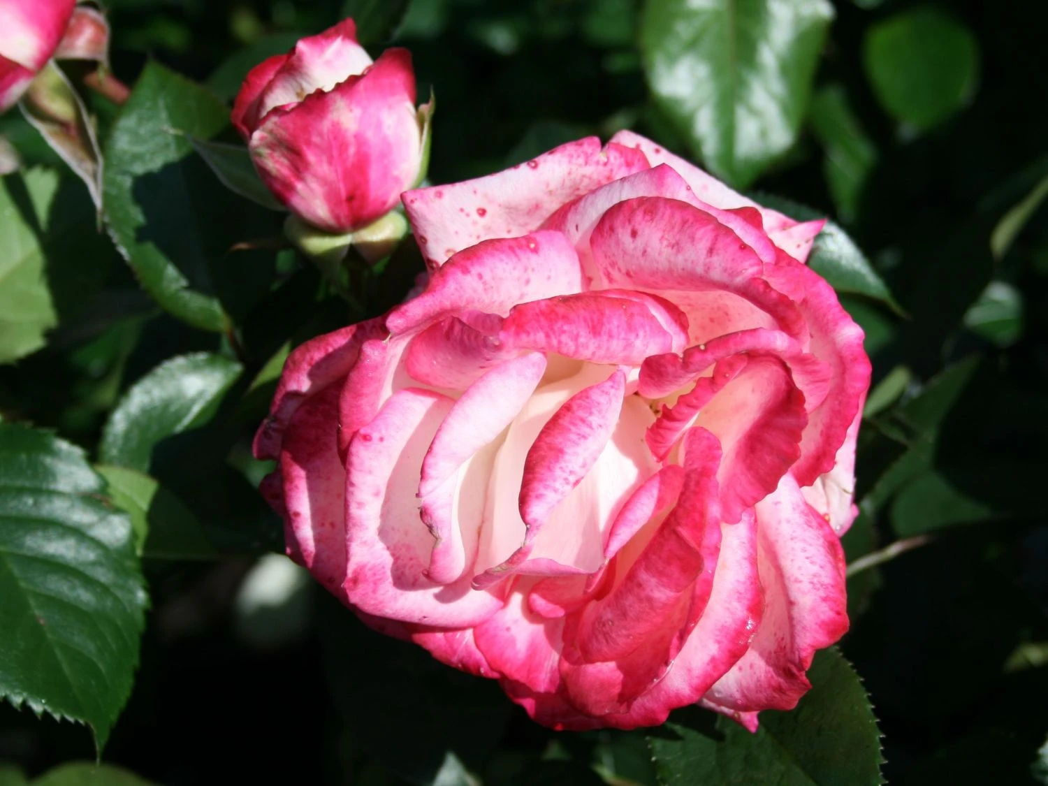 Nostalgie®-Edelrose 'Maxim' ® 5 Nostalgie®-Edelrose 'Maxim' ® – Bild 5