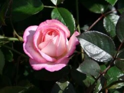 Nostalgie®-Edelrose 'Maxim' ® 16 Nostalgie®-Edelrose 'Maxim' ® -Edelrosen Geschaft edelrose maxim m005928 w 1