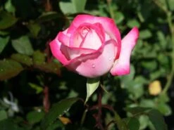 Nostalgie®-Edelrose 'Maxim' ® 19 Nostalgie®-Edelrose 'Maxim' ® -Edelrosen Geschaft edelrose maxim m005928 w 2