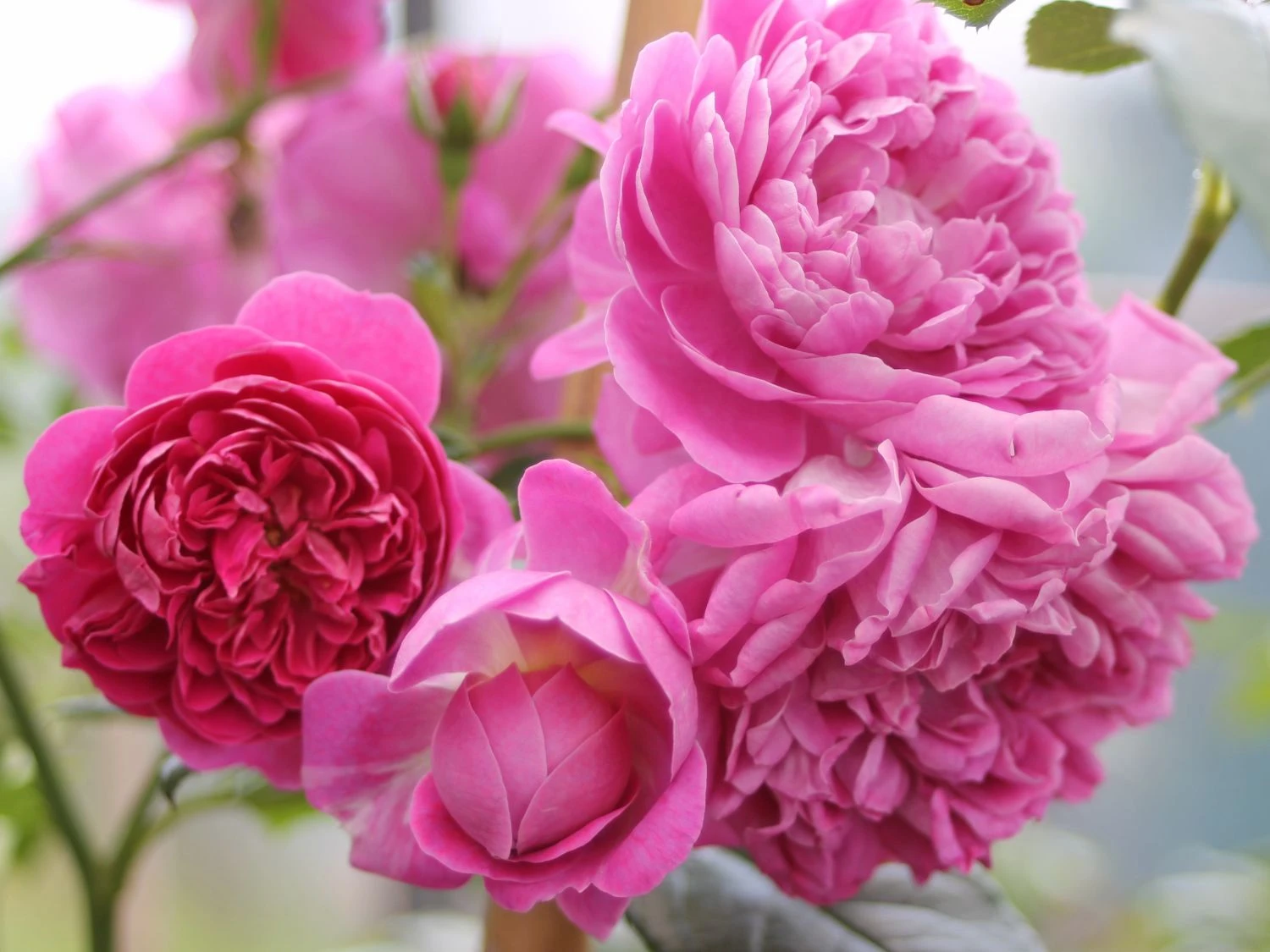 Edelrose 'Melina' ® 1 Edelrose 'Melina' ®