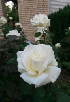 Edelrose 'Memoire' ® 15 Edelrose 'Memoire' ® -Edelrosen Geschaft edelrose memoire m006076 485100 0