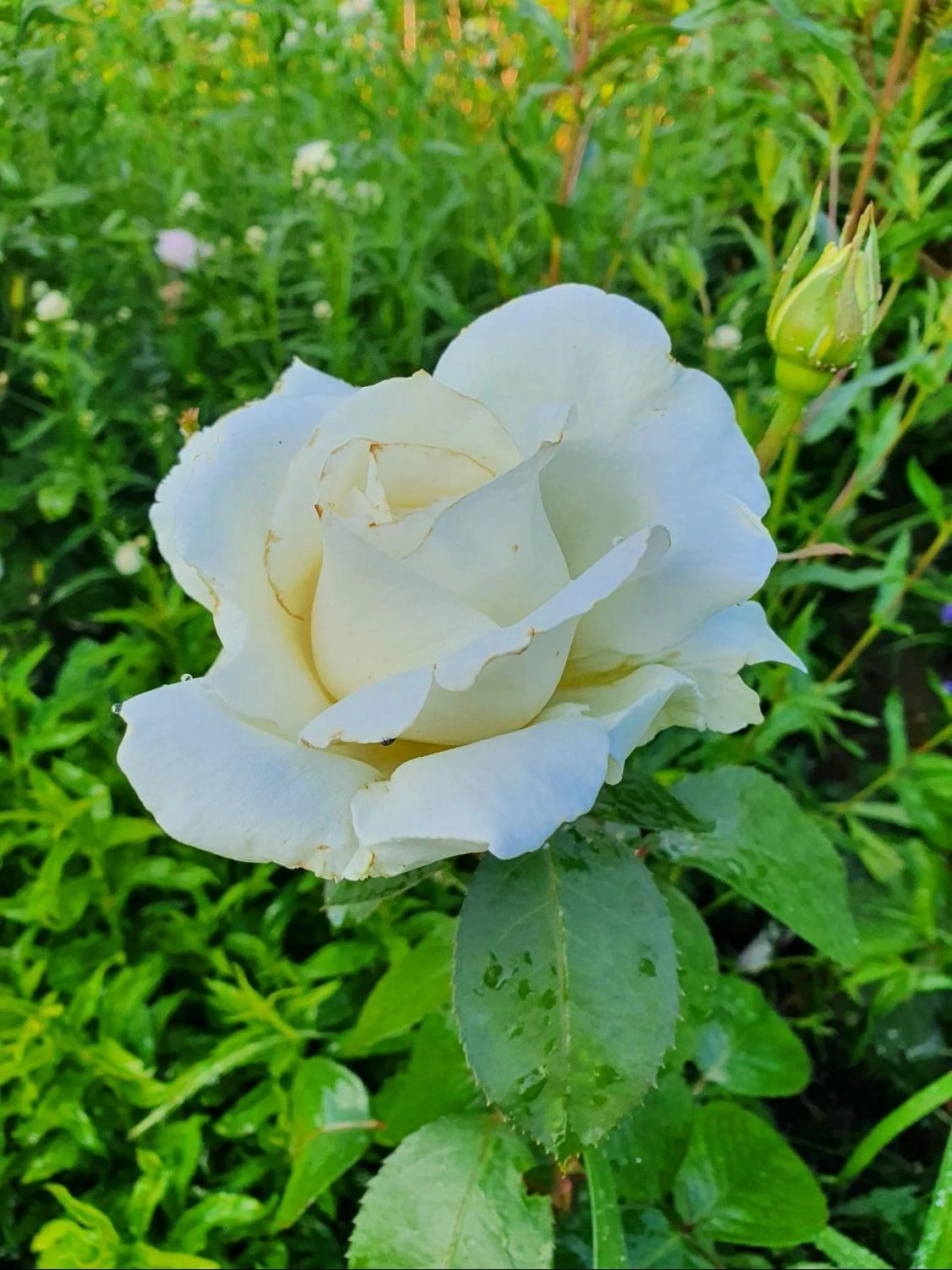 Edelrose 'Memoire' ® 7 Edelrose 'Memoire' ® – Bild 7