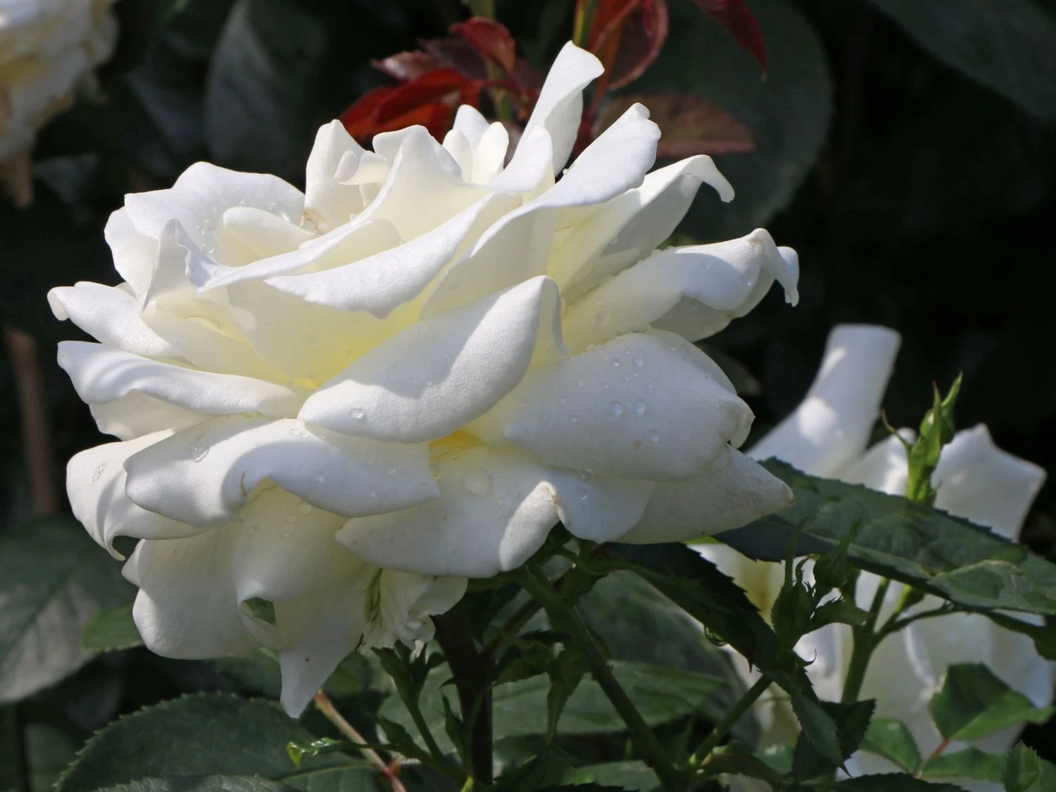 Edelrose 'Memoire' ® 2 Edelrose 'Memoire' ® – Bild 2