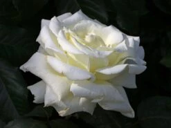 Edelrose 'Memoire' ® 11 Edelrose 'Memoire' ® -Edelrosen Geschaft edelrose memoire m006076 w 1