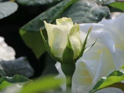 Edelrose 'Memoire' ® 10 Edelrose 'Memoire' ® -Edelrosen Geschaft edelrose memoire m006076 w 2