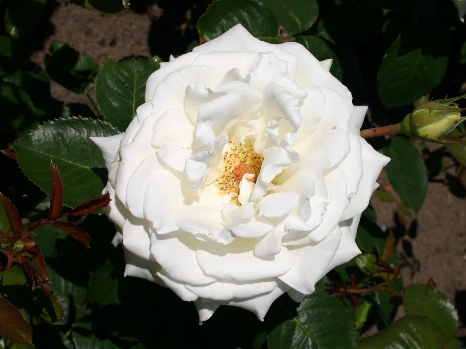 Edelrose 'Memoire' ® 6 Edelrose 'Memoire' ® – Bild 6